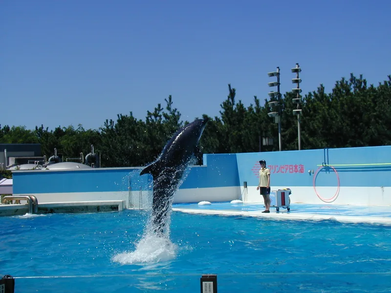 A dolphin leaping out of the pool during a show at Marinepia Nihonkai aquarium in Niigata