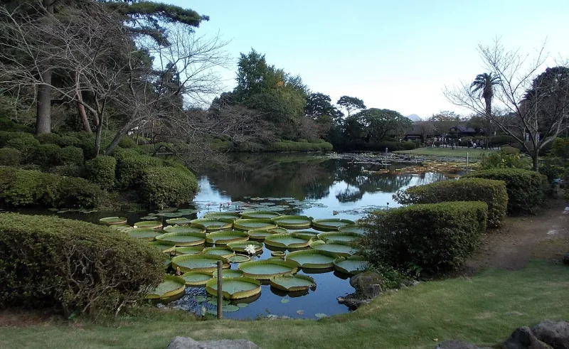 Pond with giant water lily leaves in the garden of Umi Jigoku, Beppu