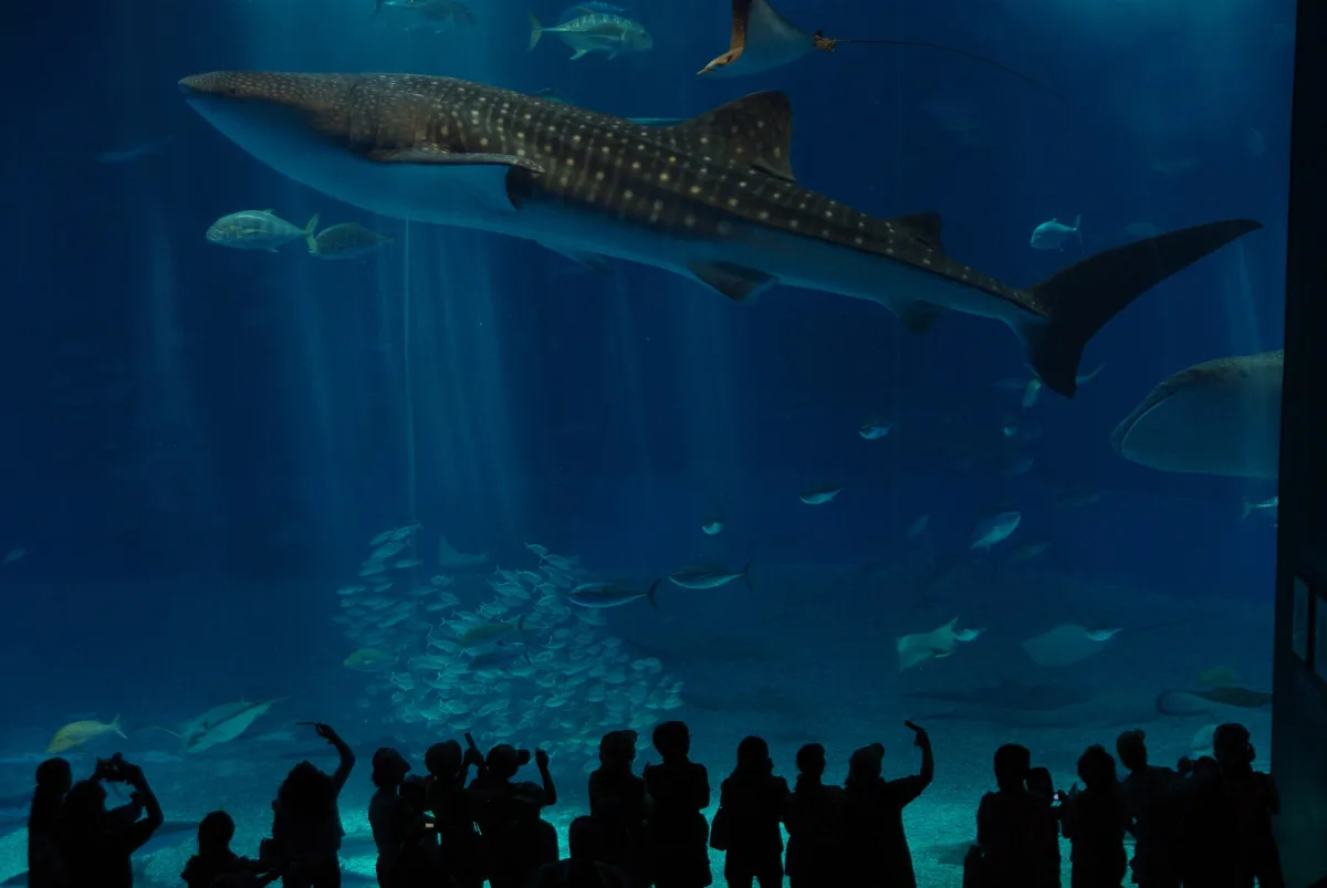 Whale shark swimming in the huge Kuroshio Sea tank, with visitors in silhouette