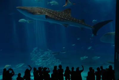 Whale shark swimming in the huge Kuroshio Sea tank, with visitors in silhouette