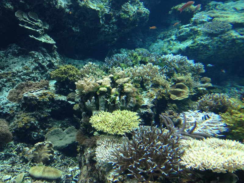 Living corals and small fish in the coral reef tank at Okinawa Churaumi Aquarium