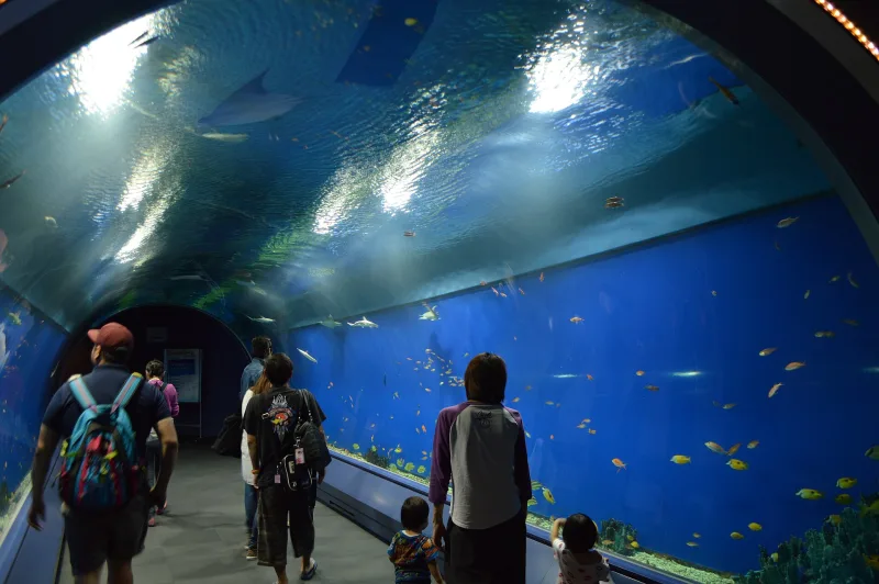 Visitors walking through the tunnel tank at the start of the Kaiyukan route