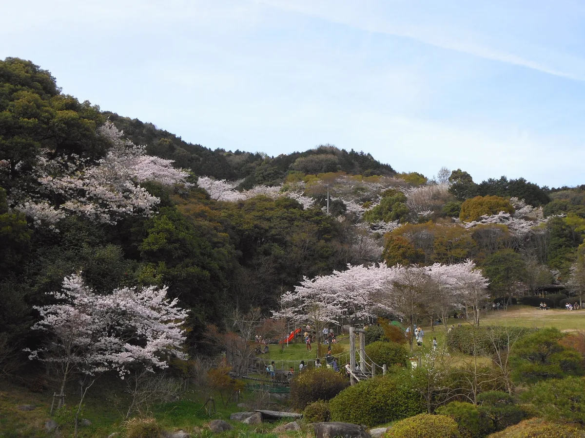 Cherry trees in bloom on the green hillside of Kinryu Park in Saga City