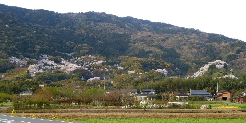 Patches of cherry blossom on the forested slopes at the foot of Mount Kinryu