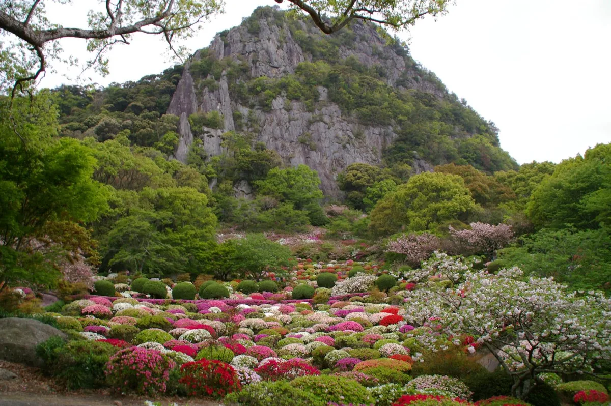 Pink, red and white azaleas in bloom below the rocky cliffs of Mt. Mifune