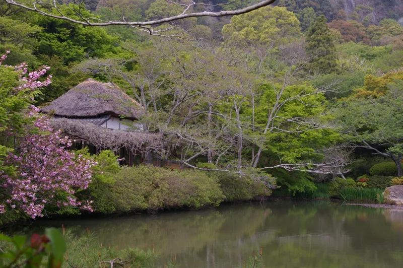 Thatched teahouse by the pond with blossoms at Mifuneyama Rakuen