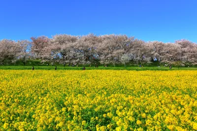 Row of cherry trees in bloom along the Gongendo embankment above a field of yellow rapeseed flowers