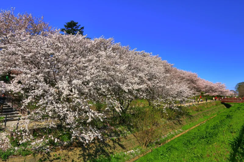 Cherry blossom trees lining the grassy Gongendo embankment under a blue sky
