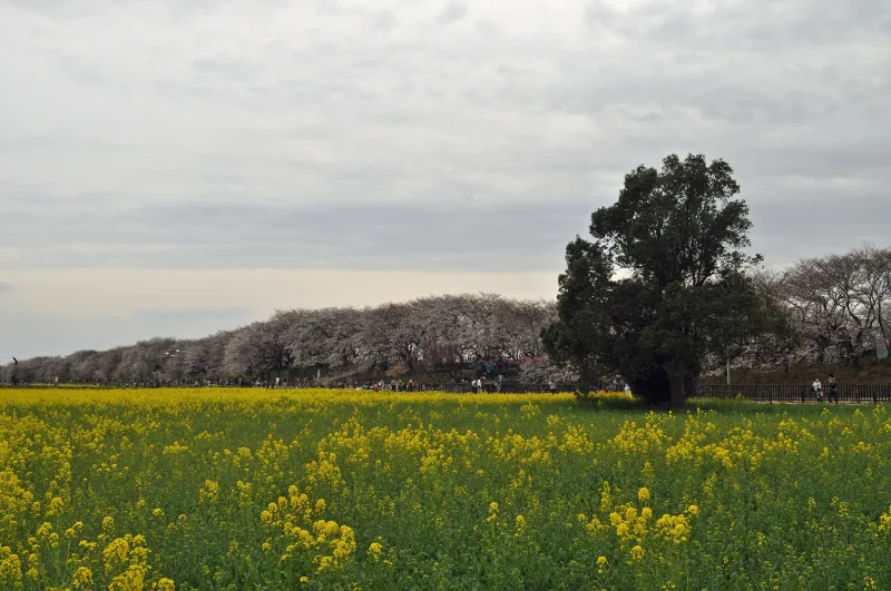 Rapeseed field in front of the cherry tree embankment at Gongendo on a cloudy spring day