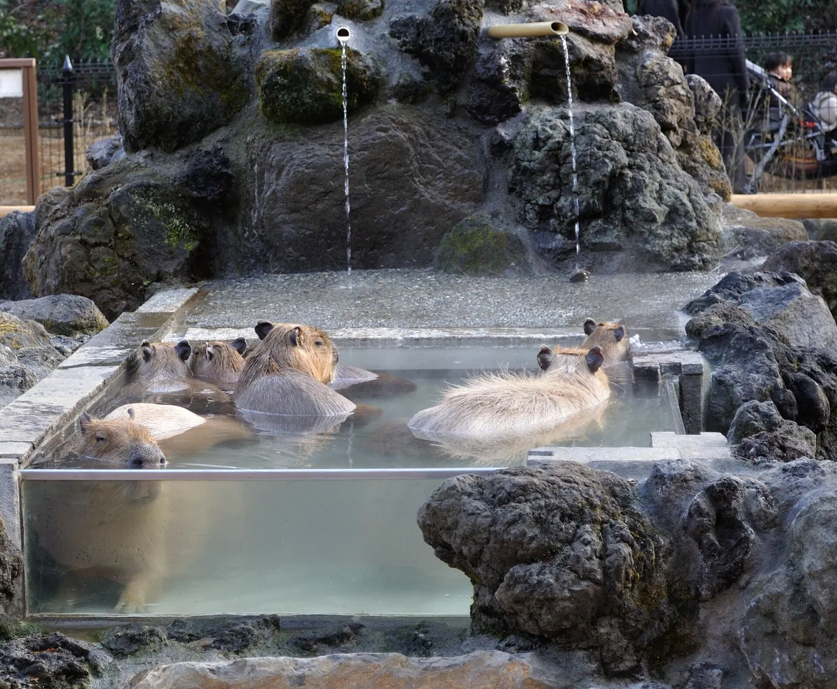 Capybaras soaking in a warm outdoor bath at Saitama Children's Zoo