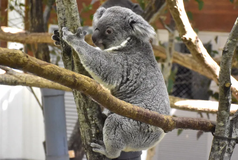 Koala climbing a branch at Saitama Children's Zoo
