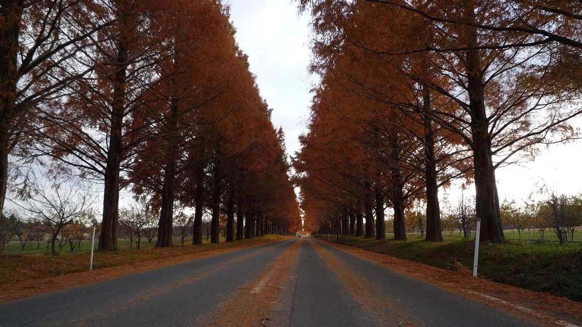 Straight road lined with rust-colored metasequoia trees in autumn near Makino Pick Land