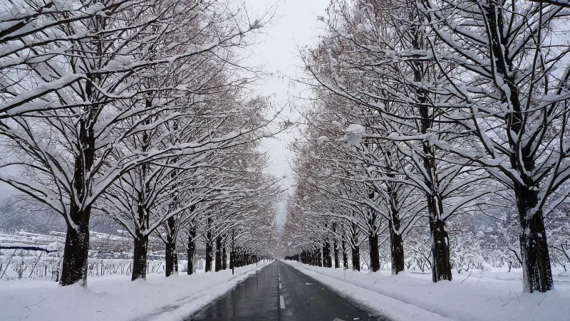The metasequoia avenue covered in snow in winter