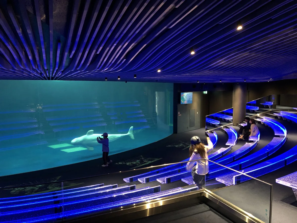 Visitors watching a white beluga whale through the large blue-lit window of the AQUAS beluga pool