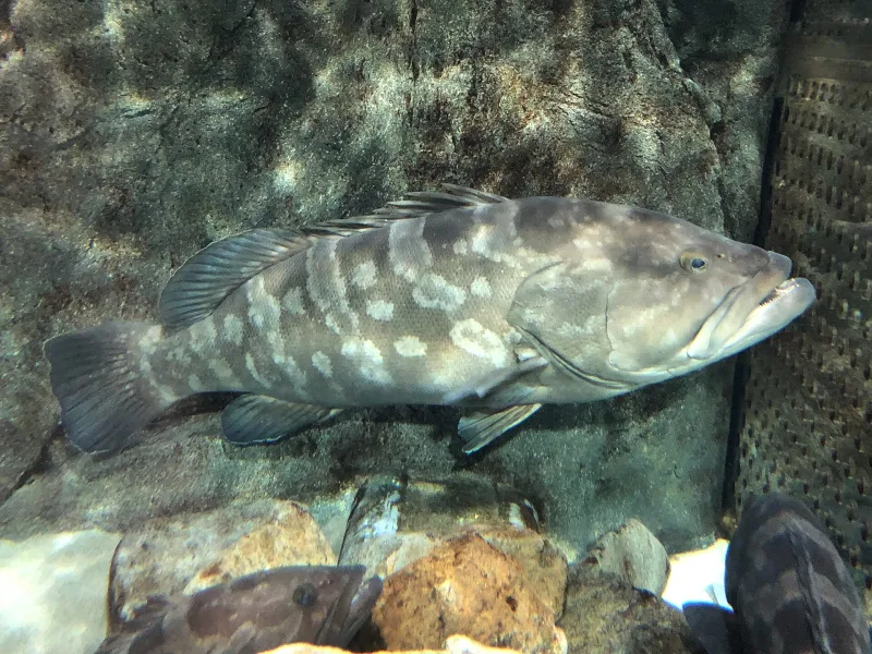 A large longtooth grouper resting on rocks in an AQUAS tank