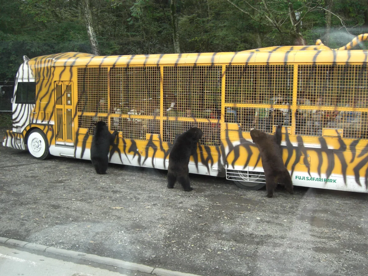 Bears standing up against the caged, tiger-striped Jungle Bus at Fuji Safari Park