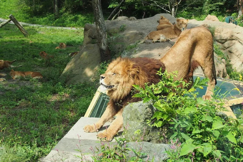 A male lion stretching on a rock in the safari zone at Fuji Safari Park