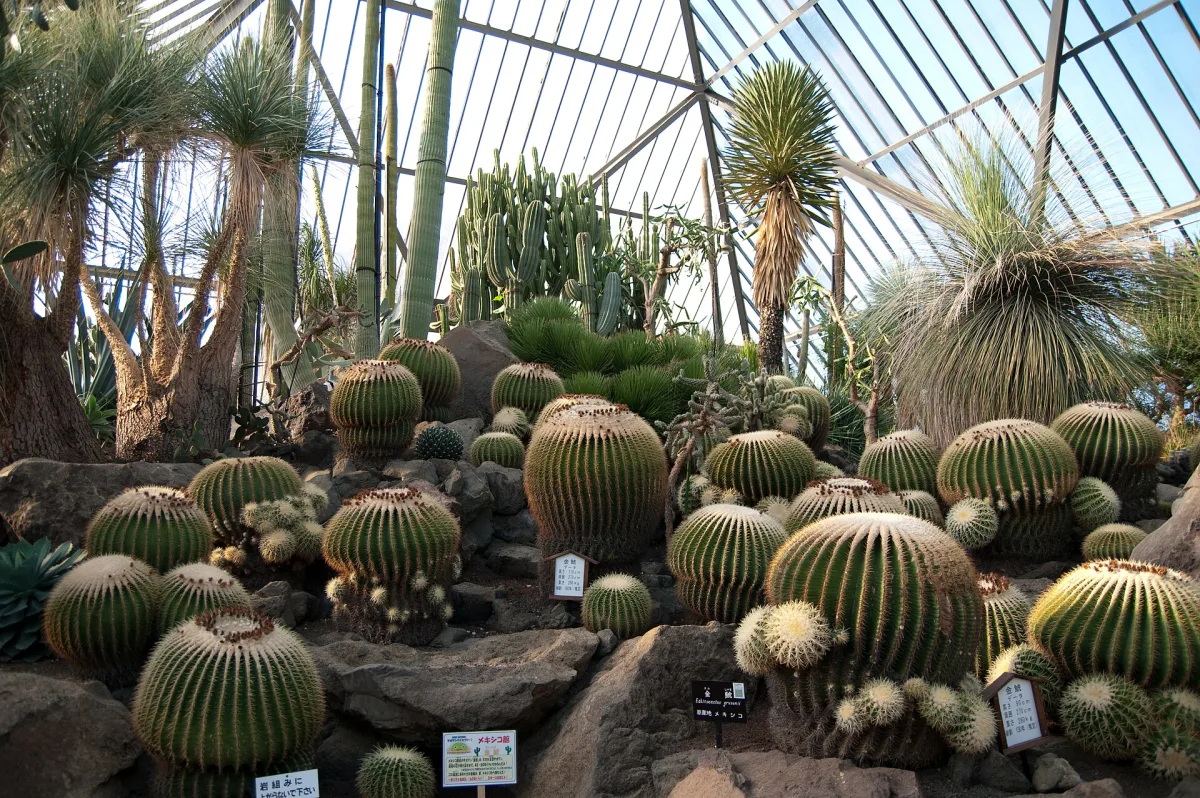 Rows of round golden barrel cacti and tall cacti inside the Mexico greenhouse at Izu Shaboten Zoo