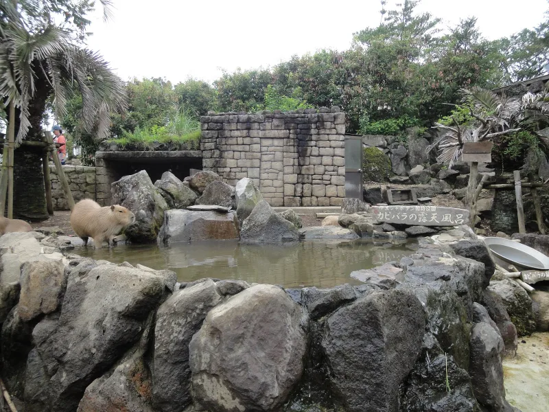 Stone-lined outdoor bath pool of the capybara enclosure at Izu Shaboten Zoo