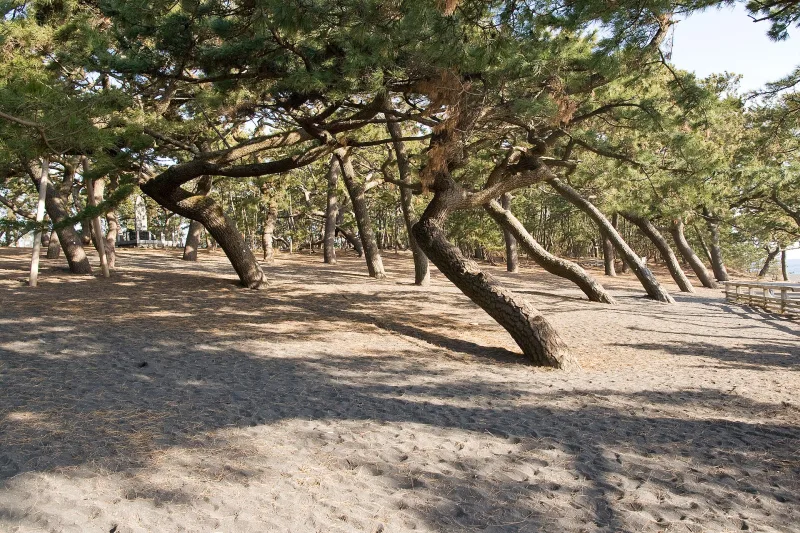 Twisted pine trees on sandy ground inside the Miho no Matsubara pine forest