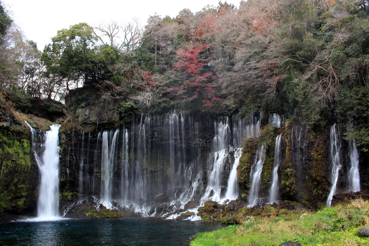 Hundreds of thin streams falling from a curved, tree-covered cliff at Shiraito Falls