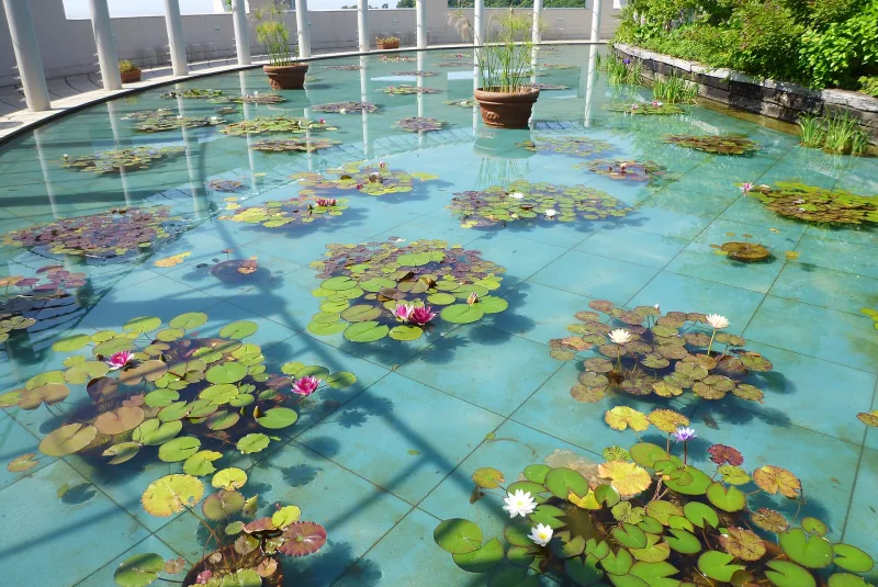 A pond of water lilies in a circular outdoor gallery at the Otsuka Museum of Art