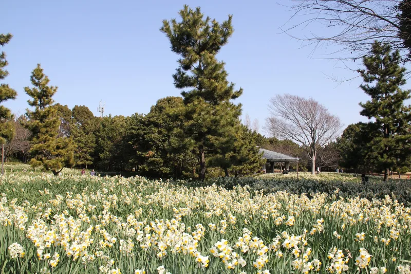 Field of white daffodils under pine trees in Kasai Rinkai Park