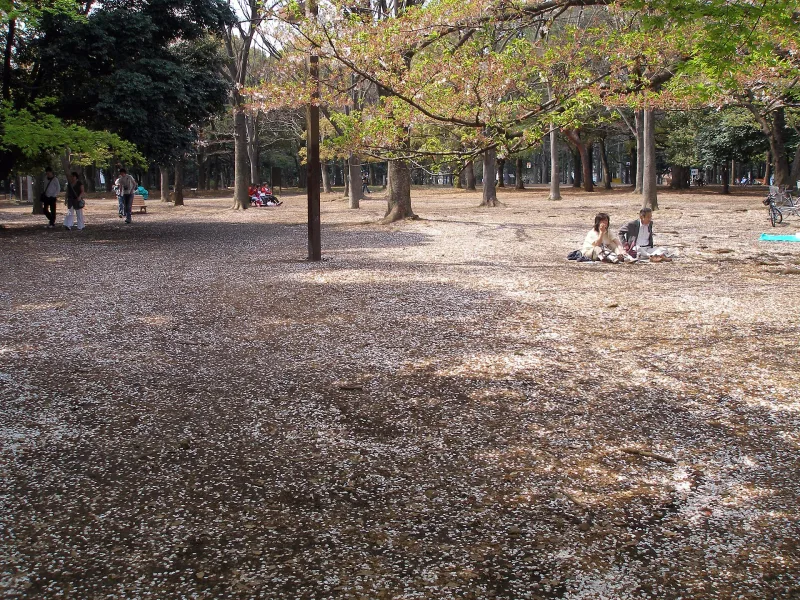 Open grove with fallen leaves and people relaxing in Yoyogi Park