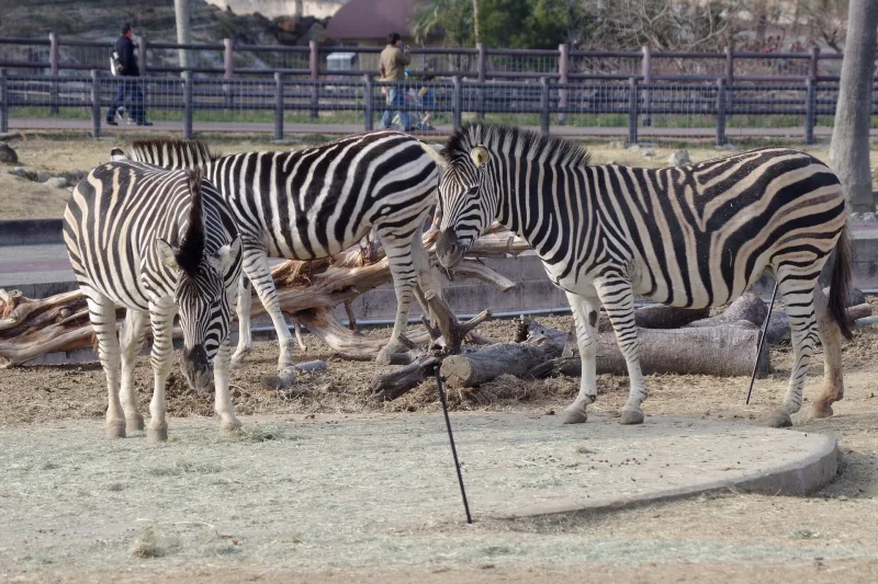 Zebras standing in the Safari World area of Adventure World