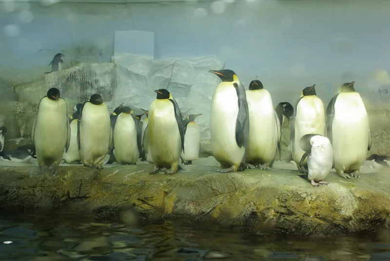 A group of emperor penguins standing together in their enclosure at Adventure World