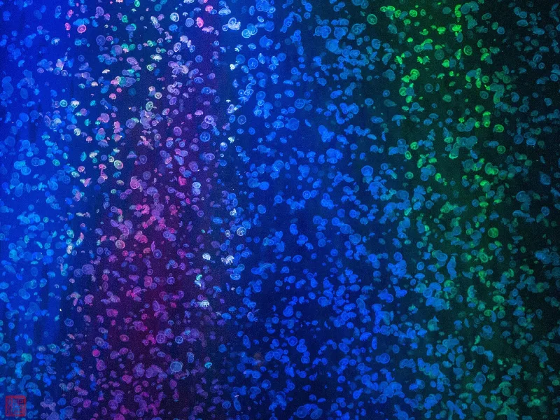Large tank filled with glowing moon jellyfish lit in blue and purple