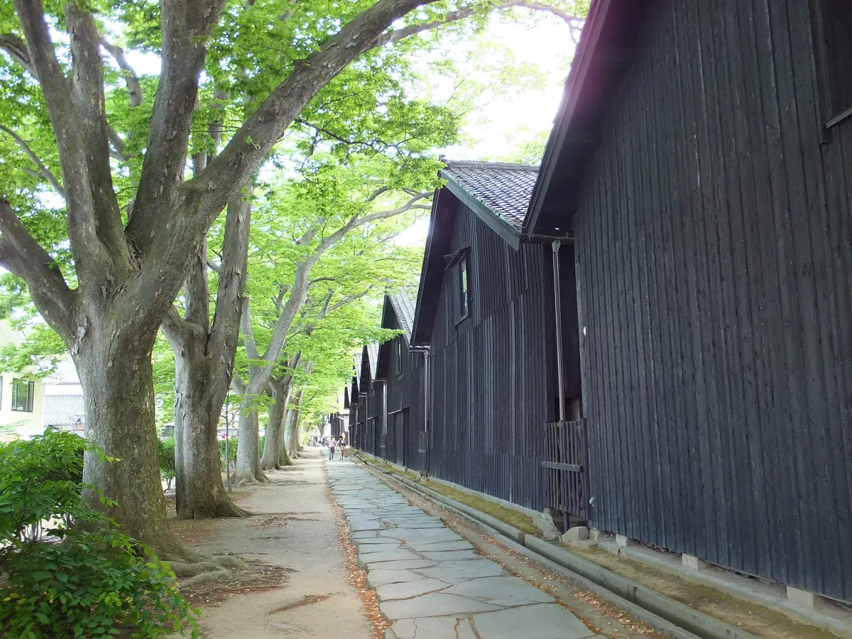 Path between tall zelkova trees and the black wooden walls of the Sankyo rice warehouses