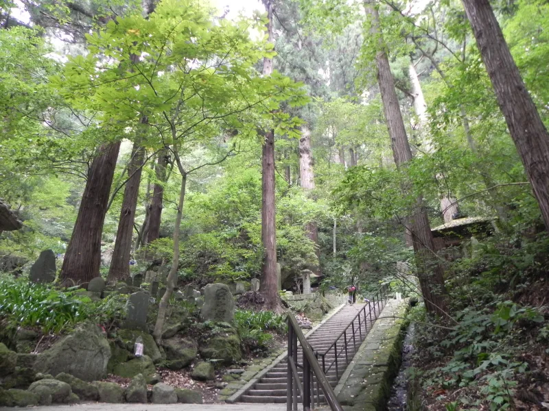 Stone steps climbing through a mossy cedar forest at Yamadera
