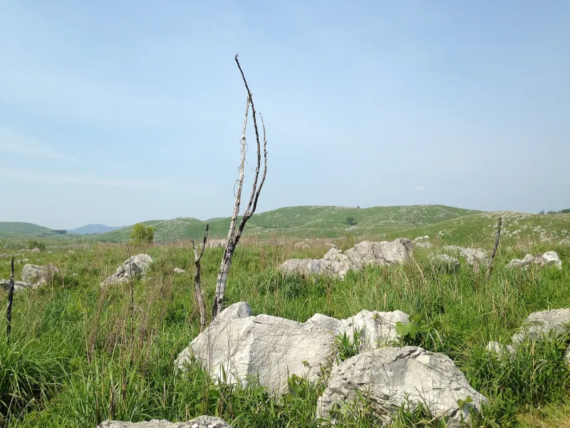 Close view of white limestone rocks in the grass of the Akiyoshi Plateau