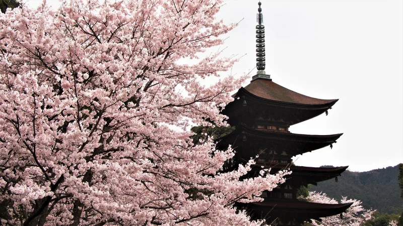Rurikoji’s five-story pagoda framed by cherry blossoms in spring