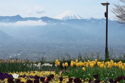 Tulips in the foreground with the Kofu Basin and snow-capped Mount Fuji beyond
