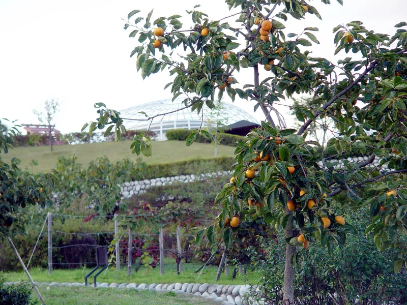 A persimmon tree heavy with fruit in Fuefukigawa Fruit Park, with a glass dome behind