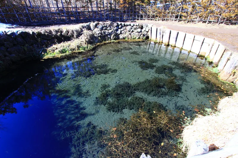 Crystal-clear spring water of Choshi Pond at Oshino Hakkai, with aquatic plants visible on the bottom