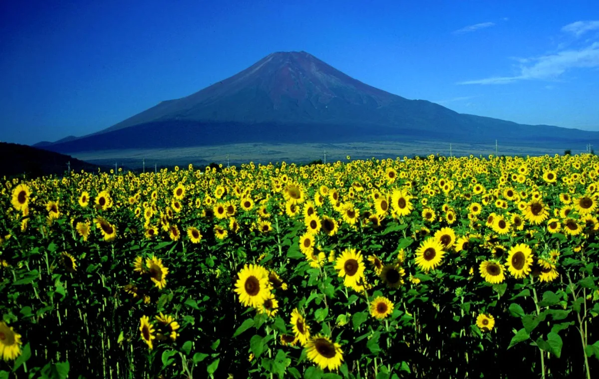 A field of sunflowers in front of Mount Fuji under a blue sky at Hananomiyako Park