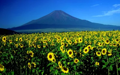 A field of sunflowers in front of Mount Fuji under a blue sky at Hananomiyako Park
