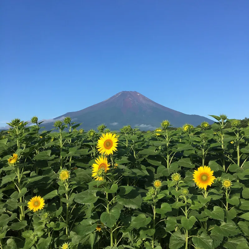 Sunflowers blooming with Mount Fuji rising in the distance at Hananomiyako Park, Lake Yamanaka
