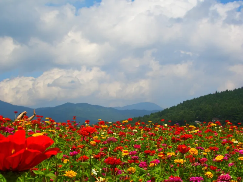 Rows of red and orange summer flowers in the fields of Hananomiyako Park, with green hills behind